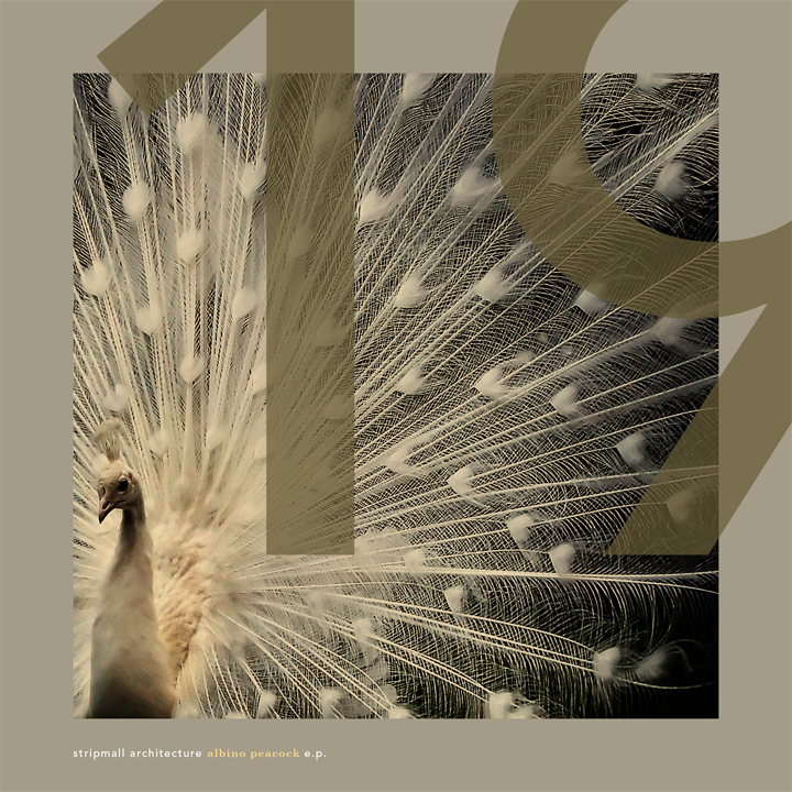 Albino Peacock /Unused artwork.