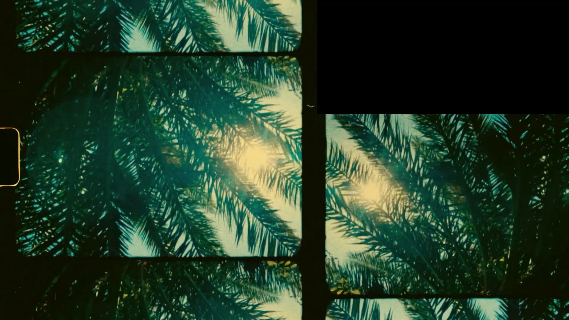 The Sun Goes Up / Video still - dual bushes.