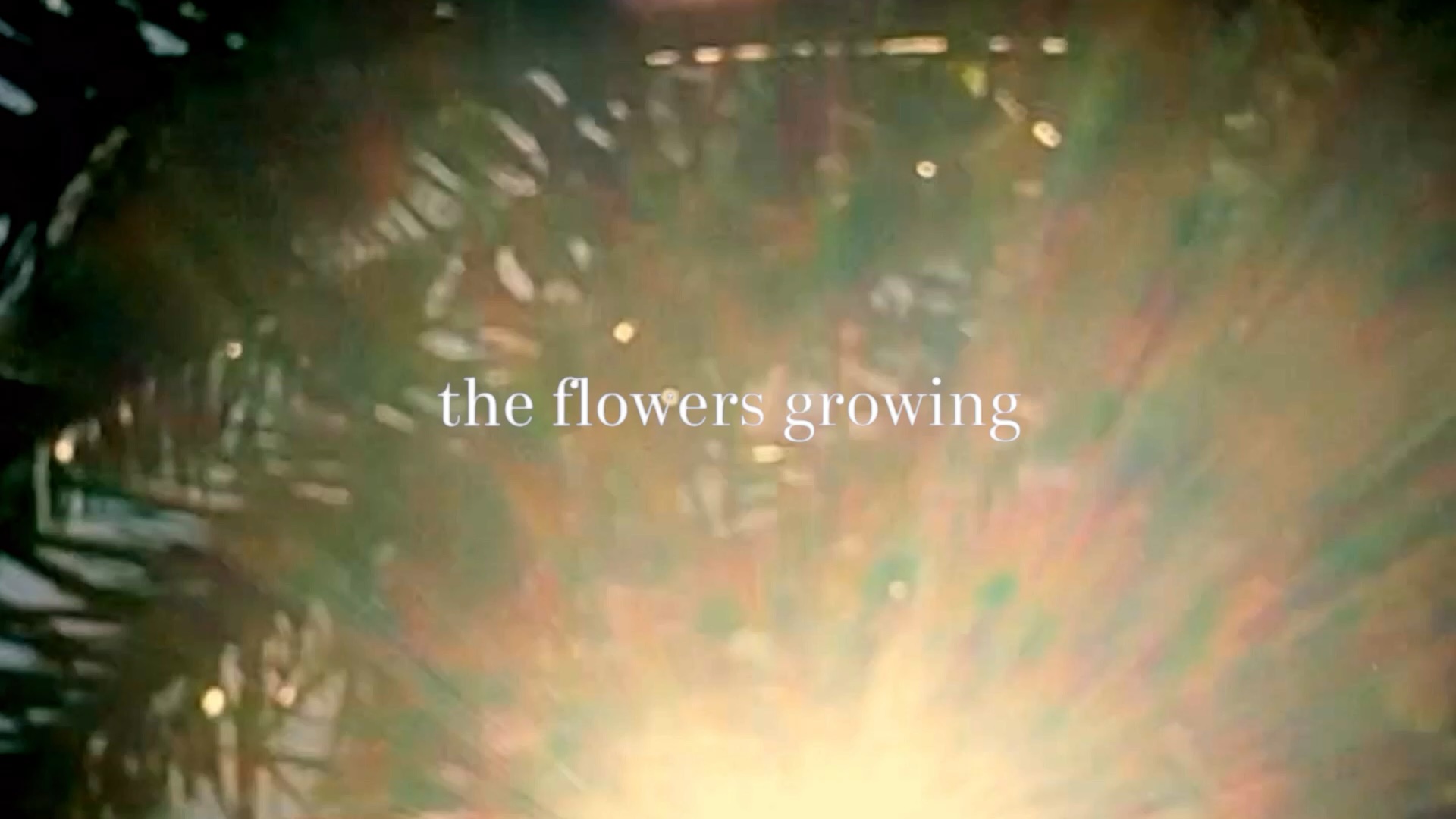 The Sun Goes Up / Video still - flowers.